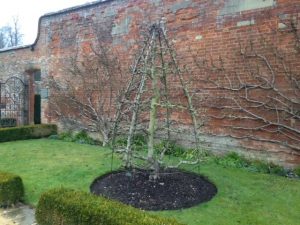 bare bones of espalier pears in walled garden West Dean, W Sussex